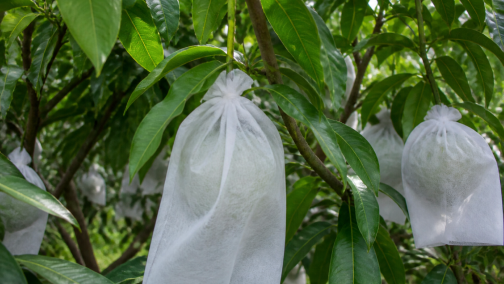Fruit and Plant Protection Bags