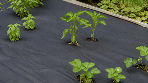 Weed Control Ground Cover