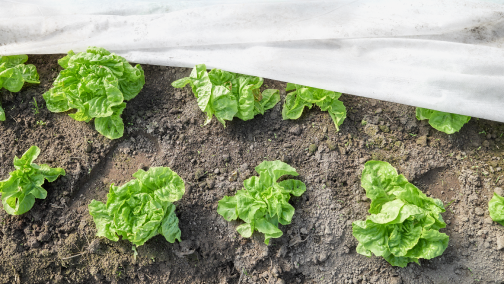 Frost Protection Crop Cover