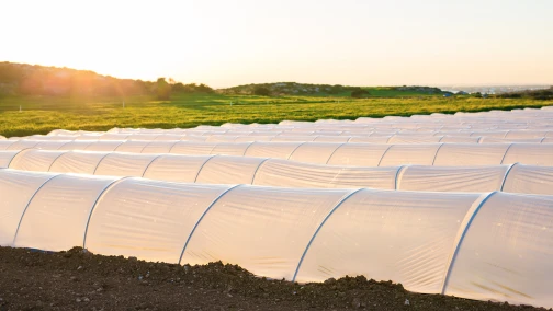 Agricultural Nonwoven Fabrics: Crop Covers, Frost Protection, and Weed Barriers — A Specification Guide for Growers and Distributors
