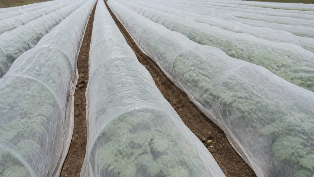 Agricultural Nonwoven Fabrics: Engineering Crop Covers and Landscape Weed Barriers